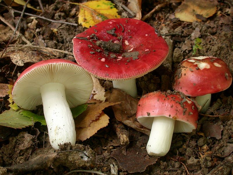 Russula lundellii